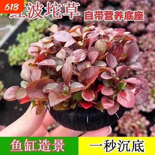 红波坨草 懒人免打理 沉底即活 造景增氧 鱼缸必备活体水草