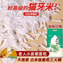 甄享猫牙金特莱高山长粒米长粒香2024年新米梯田当季真空大米原粮