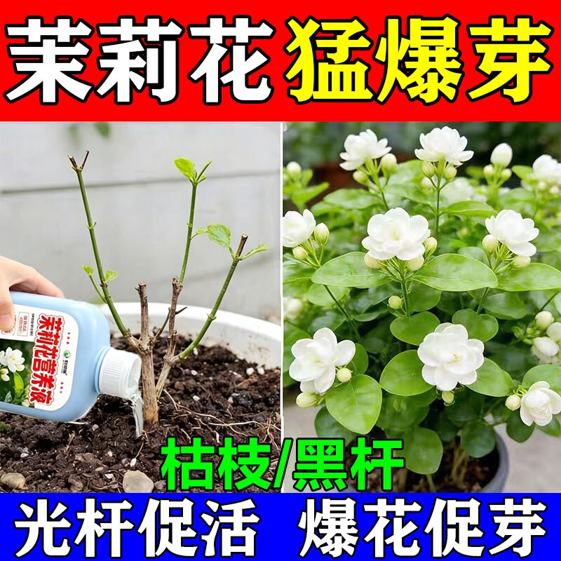 茉莉花专用肥促花营养液促花芽催花苞延长花期防黄叶掉花苞叶面肥