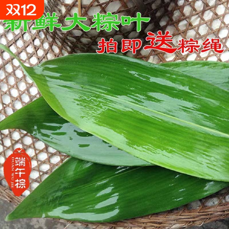 粽叶 新鲜粽子叶 真空装鲜粽叶野生小箬叶棕叶纯天然