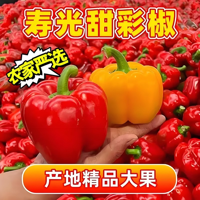 山东五彩甜椒新鲜三拼可生吃辣椒水果圆椒当季蔬菜自提农村配送