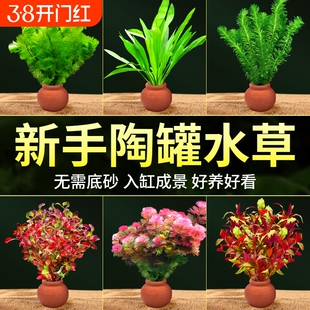 鱼缸小陶罐水草造景摆件增氧阴性水榕绿菊蜈蚣草净水定植水草套餐