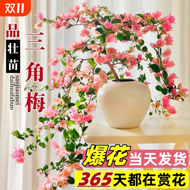 绿樱三角梅盆栽带花卉名贵绿植四季开花植物室内阳台耐寒多色老桩