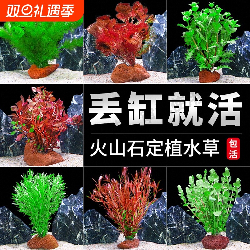 鱼缸火山石水草植物真草造景专用蜈蚣草水培绿菊水榕净化水质套餐