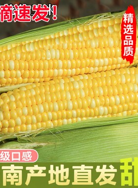 水果玉米甜脆云南高山新鲜
