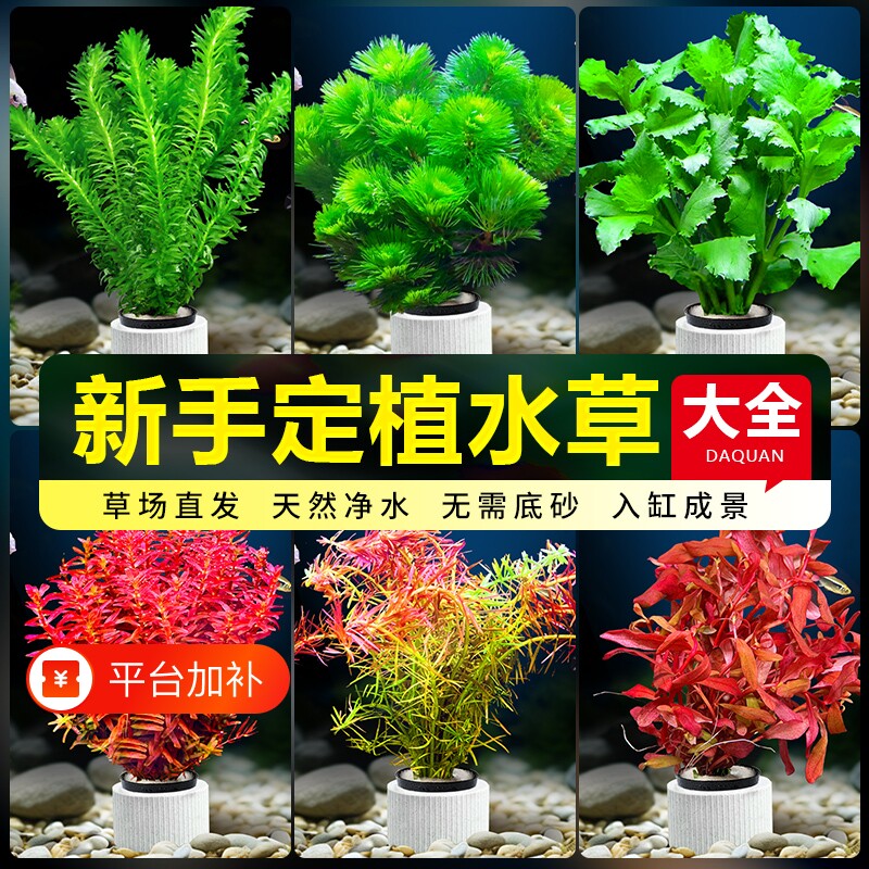 鱼缸水草植物造景活真草水榕绿植蜈蚣草绿菊大叶水质沉木十字迷你