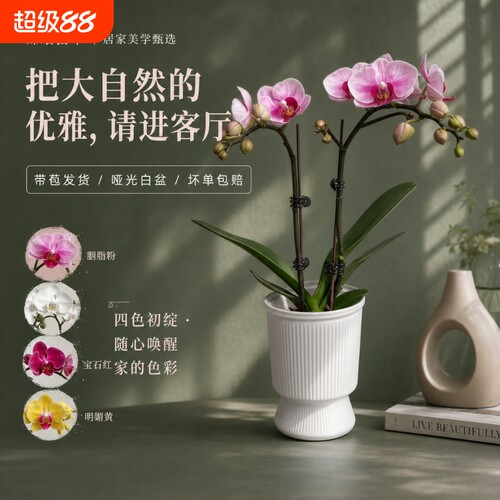 蝴蝶兰盆栽花期长桌面装饰