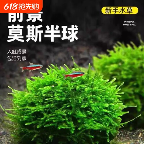 鱼缸莫斯水草大小半球慕斯植物