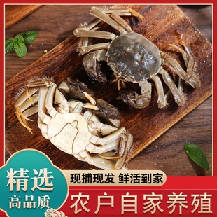 活蟹 蘇州鮮活大閘蟹足兩多黃多膏螃蟹公可全母蟹3兩10只禮盒裝