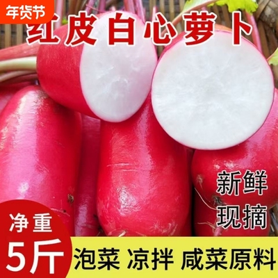 现挖红萝卜红皮水萝卜白肉新鲜蔬菜泡菜当季蔬菜冬季泡菜胭脂萝卜