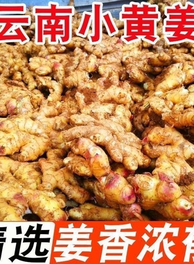 现挖云南小黄姜新鲜生姜高山沙姜土姜辛辣十足蔬菜食用