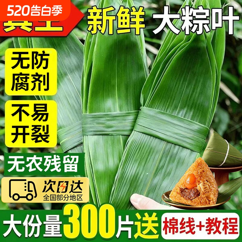 粽子叶棕叶新鲜大号新叶包粽子专用的叶子端午节商用批发干粽叶大