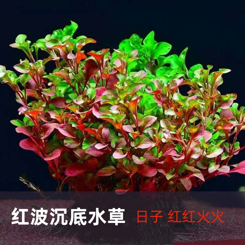 有茎类活体水草植物鱼缸新人红波水草红丁香红雨伞种底砂中后景草