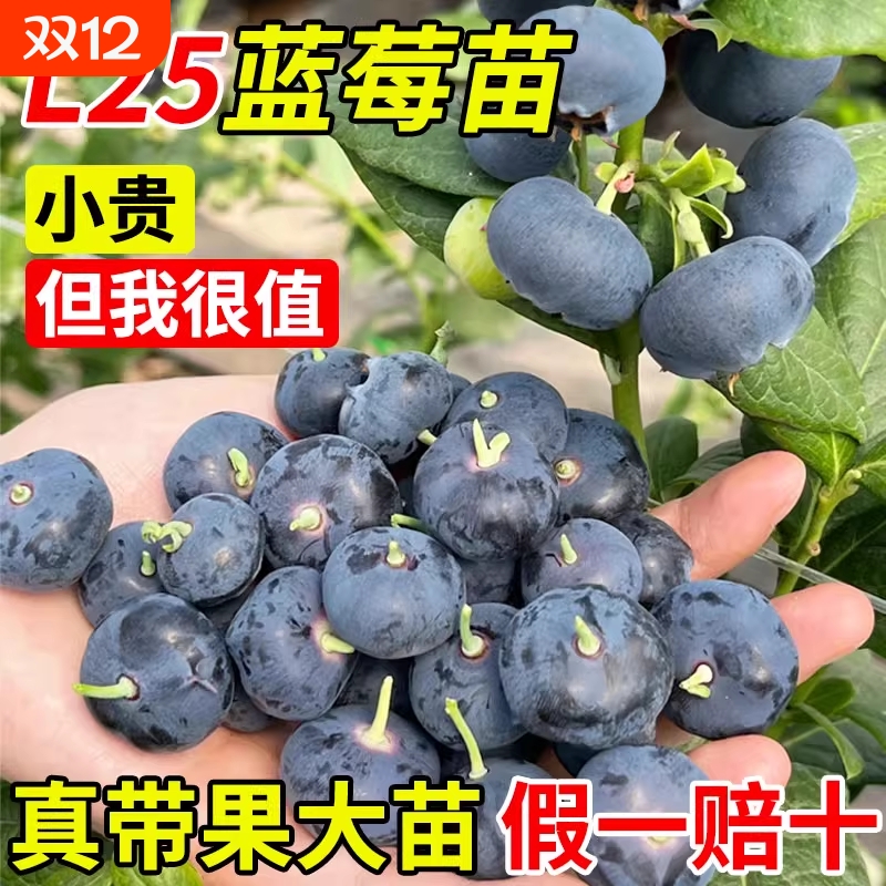 蓝莓树果苗蓝莓苗盆栽地栽带大果种植苗兔眼绿宝石果树葡萄耐寒