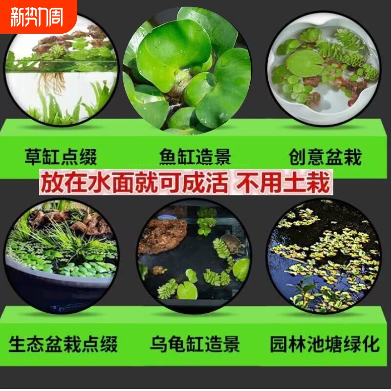 浮萍水草鱼缸水培植物古法养鱼水葫芦水芙蓉圆心萍造景