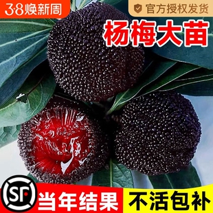 仙居东魁杨梅树树苗南方当年结果嫁接水晶水果树果苗早熟特大东槐