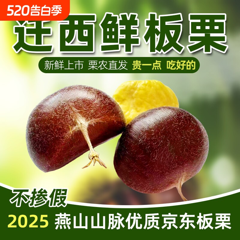 2025年新货迁西板栗生新鲜人工筛选大粒油栗栗子产地直发新鲜板栗