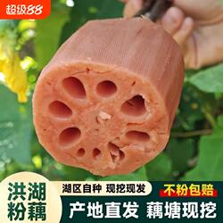正宗洪湖莲藕新鲜现挖糯米藕煲汤粉糯炖汤湖北特产九孔粉藕红莲藕