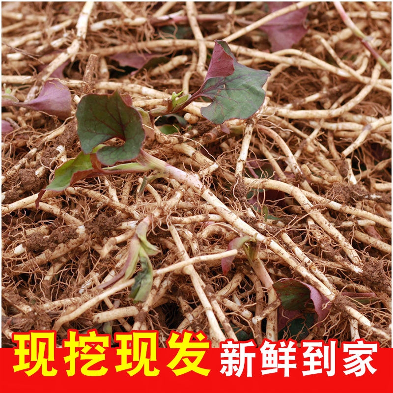新鲜折耳根鱼腥草湖北特产蔬菜农家嫩根天然原味时令野菜现挖凉拌
