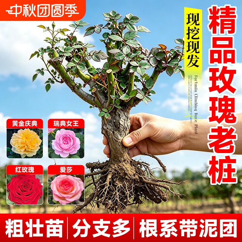 玫瑰花树苗老桩月季花苗老桩盆栽花卉蔷薇多色果汁阳台特大地栽带图片