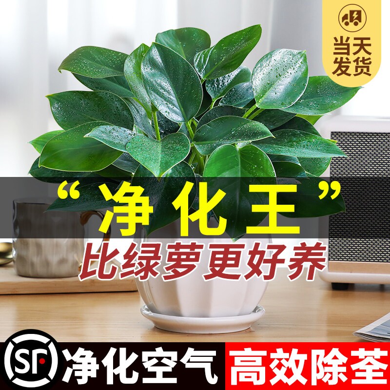 金钻绿公主盆栽水培植物图片