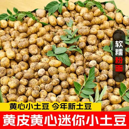 恩施小土豆现摘新鲜黄心