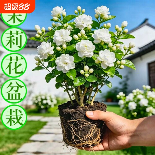 茉莉花苗盆栽九里香老桩驱蚊花卉植物室内阳台四季开花好养重瓣