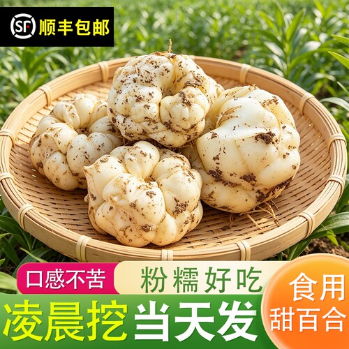 【顺丰冷链】新鲜菜百合诚信百合现挖甜百合农家鲜食用龙牙百合
