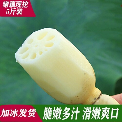湖北洪湖嫩莲藕现挖现发脆嫩鲜甜