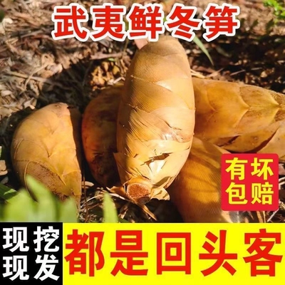 冬笋新鲜正宗福建野生高山黄泥毛笋尖火锅嫩笋农家蔬菜竹笋2/4斤
