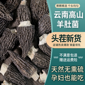 头茬羊肚菌干货新鲜个头大羊肚菇煲汤食材羊肚蘑牛肚菌类羊肚干货