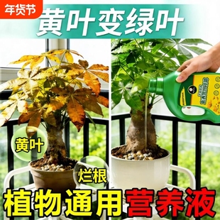 发财树植物营养液肥黄叶枯叶烂根幸福树富贵竹专用水培复活再生剂