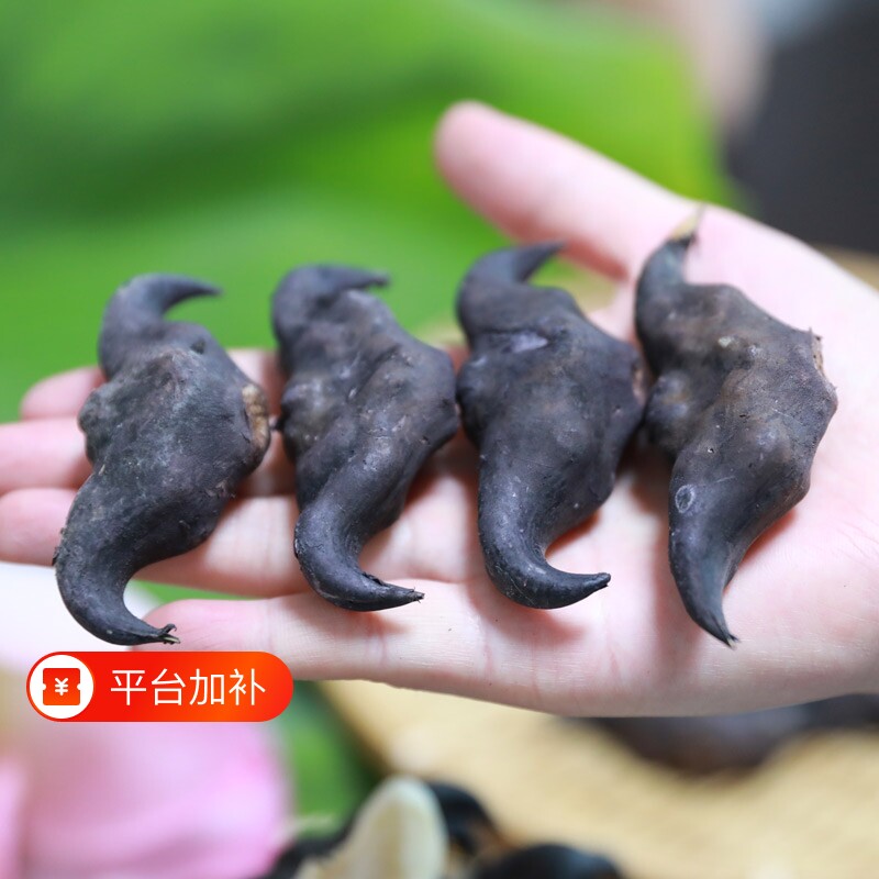 洪湖菱角新鲜生老菱角棱角老黑凌角粉糯湖北特产大现摘