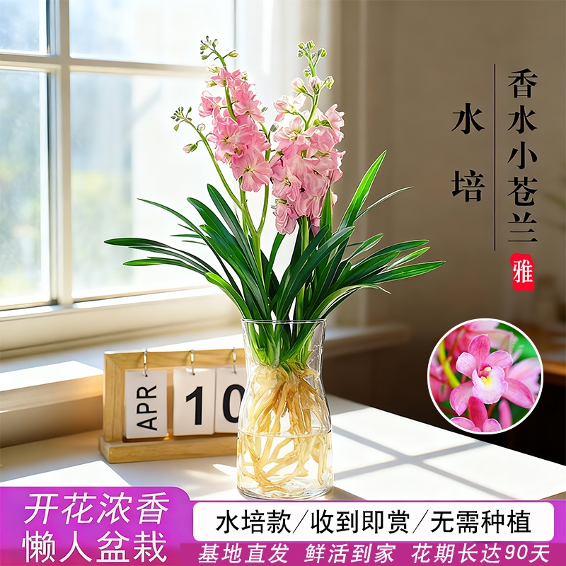 新品水培香水兰花苗粉桃四季好养浓香带花苞室内耐阴花卉绿植盆栽