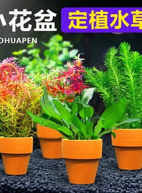 花盆定植水草鱼缸造景专用绿菊水培真草装饰水草植物沉底水质水兰