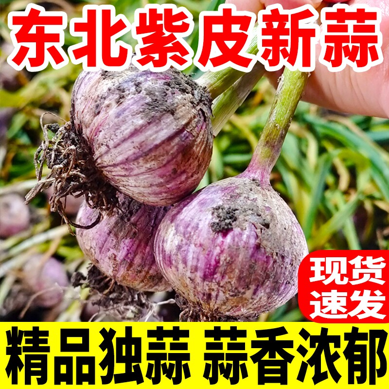 2026黑龙江紫皮独头蒜露天大蒜头新鲜湿蒜应当季珍珠圆头独蒜辣蒜