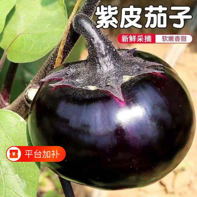 山东寿光紫光圆茄现摘现发新鲜时令蔬菜批发农家紫皮茄子产地直发