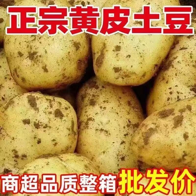 贵州新鲜黄心土豆现挖黄皮大土豆新鲜马铃薯批发农家蔬菜洋芋便宜