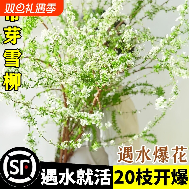 雪柳鲜枝干枝水培带芽发货水培