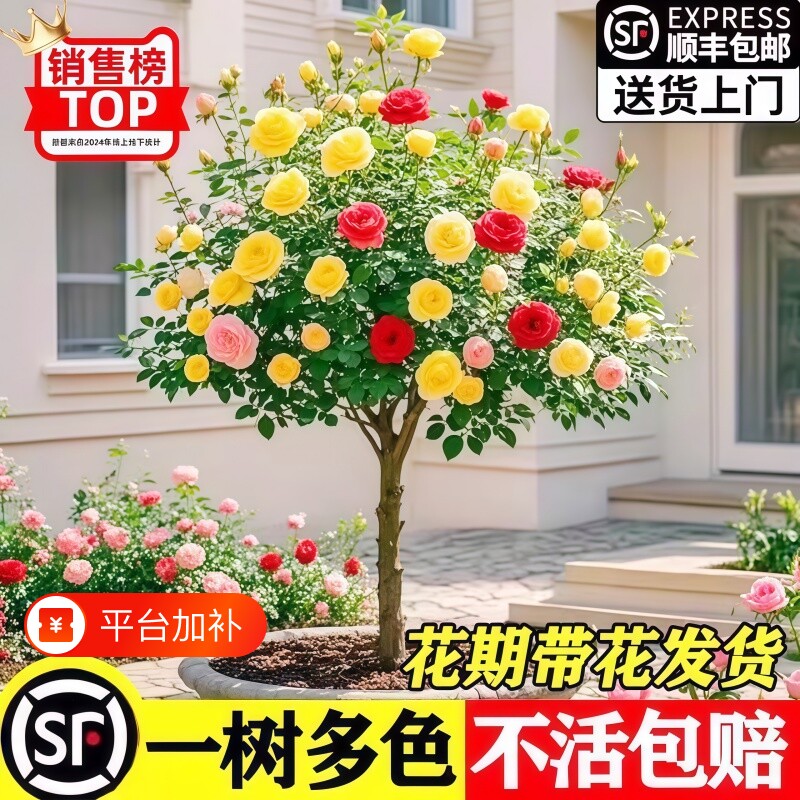 树桩月季花苗特大花浓香玫瑰老桩阳台庭院耐寒树状棒棒糖室外盆栽