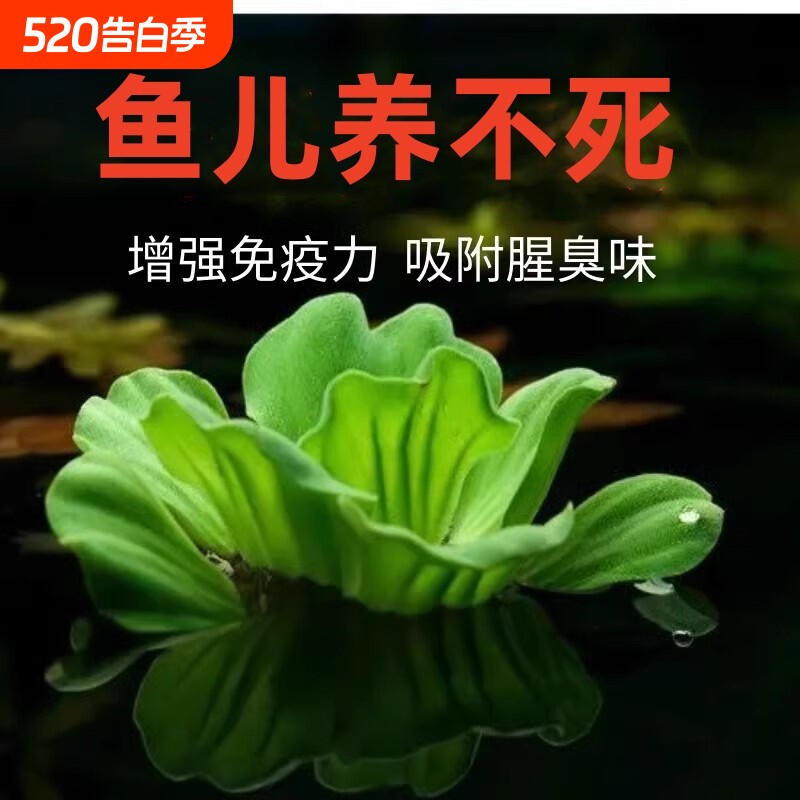 鱼缸浮萍水草水培造景装饰增氧养鱼生态净化水质植物水芙蓉水葫芦