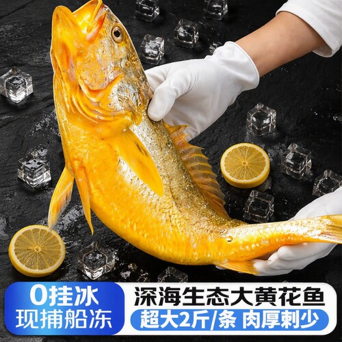 黄花鱼新鲜冷冻大黄鱼鲜活深海小黄鱼半野生年货海鲜2斤一条水产