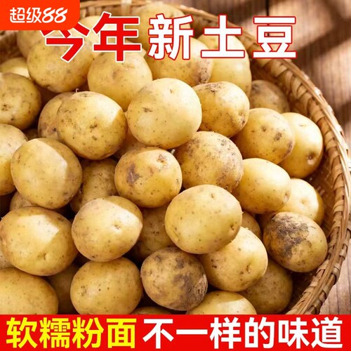 恩施小土豆农家新鲜洋芋