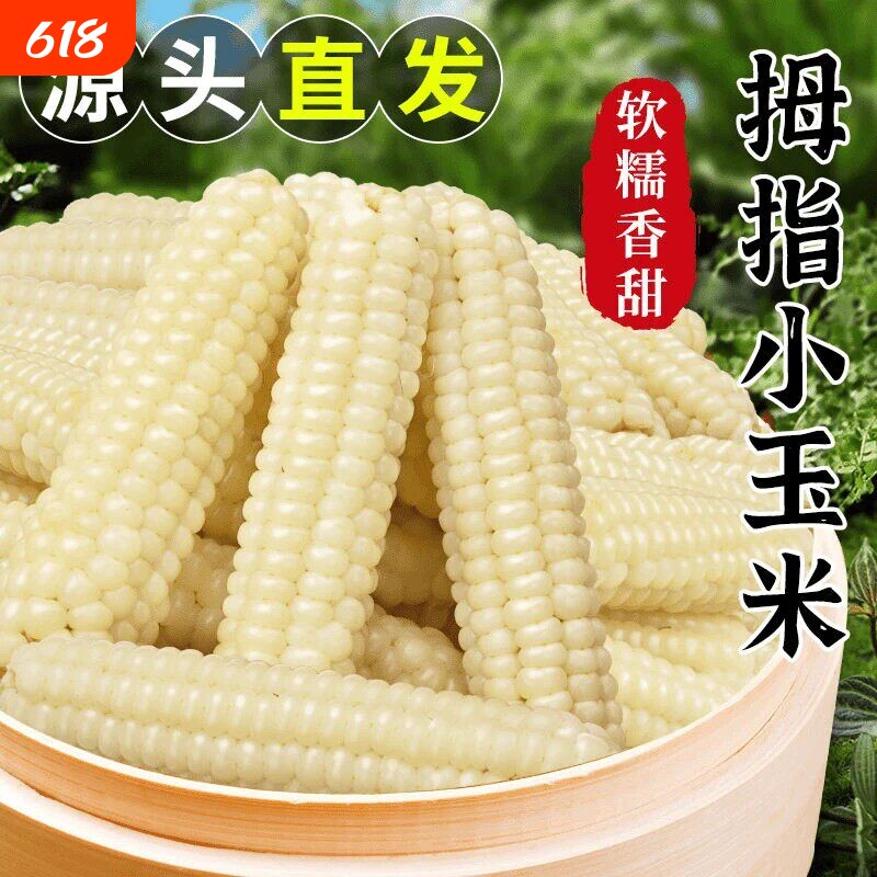 西双版纳拇指玉米婴儿宝宝辅食新鲜云南糯玉米手指小玉米早餐香糯