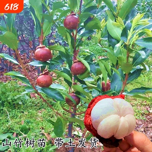 山竹树苗山竹树果苗红肉泰国白肉进口无籽地栽当年结果南北方种植