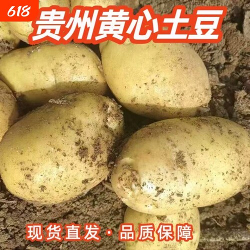 新鲜现挖贵州土豆黄皮黄心现挖