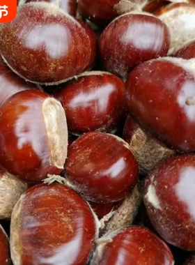 新货2025正宗迁西生栗子新鲜野生河北燕山大3113板栗油栗小毛板栗