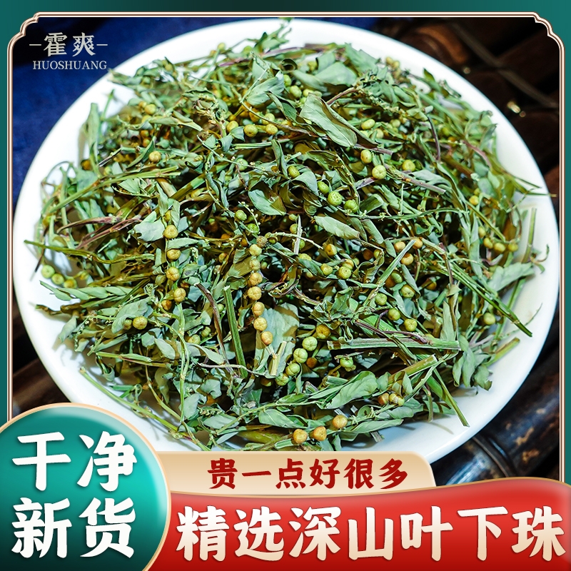 广西深山叶下珠材新货干品草珍珠草龙珠草夜合草新鲜