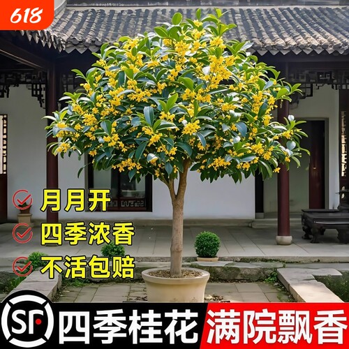 金桂桂花树苗庭院地栽原生大型丹桂浓香花卉盆栽植物四季桂花好养