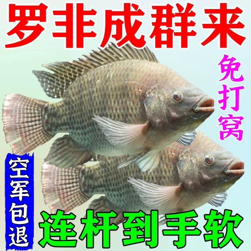 罗非专用饵料湖泊野钓广东大罗非